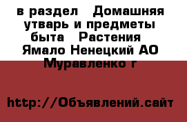  в раздел : Домашняя утварь и предметы быта » Растения . Ямало-Ненецкий АО,Муравленко г.